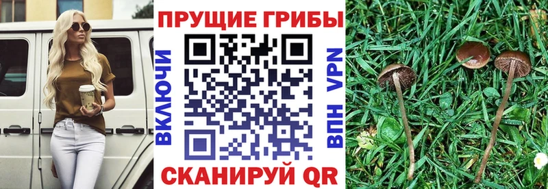 Псилоцибиновые грибы мицелий  Нижний Ломов 